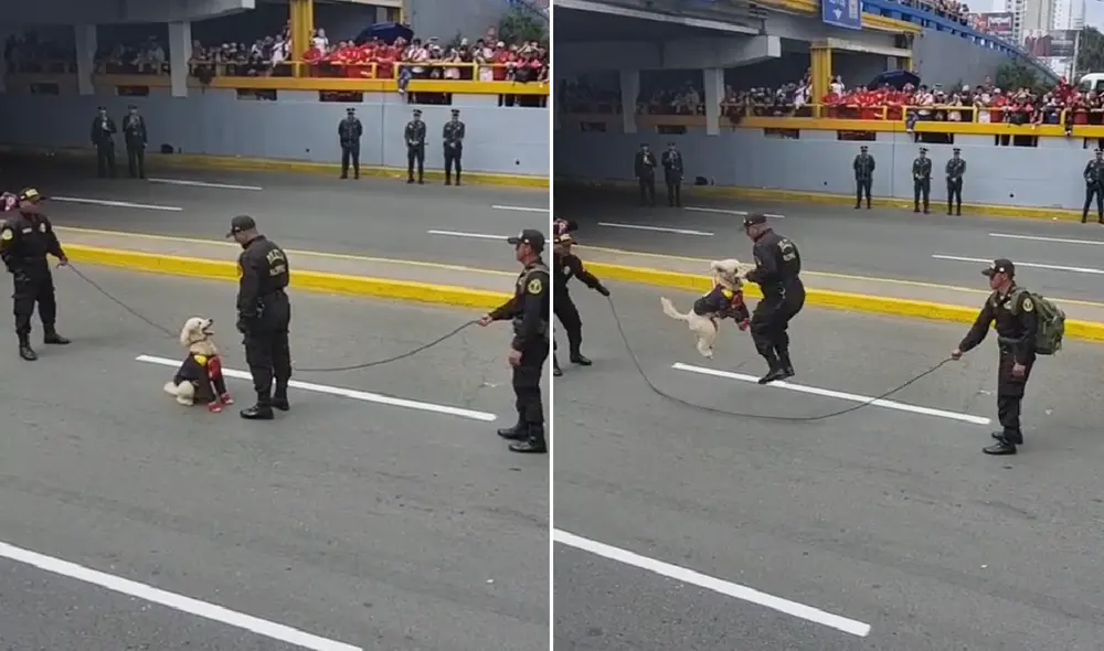 Perro policía cautivó a los asistentes del Desfile Militar con su destreza para saltar la soga. Foto: composición LR/@shir_shirley/TikTok Perro policía cautivó a los asistentes del Desfile Militar con su destreza para saltar la soga. Foto: composición LR/@shir_shirley/TikTok