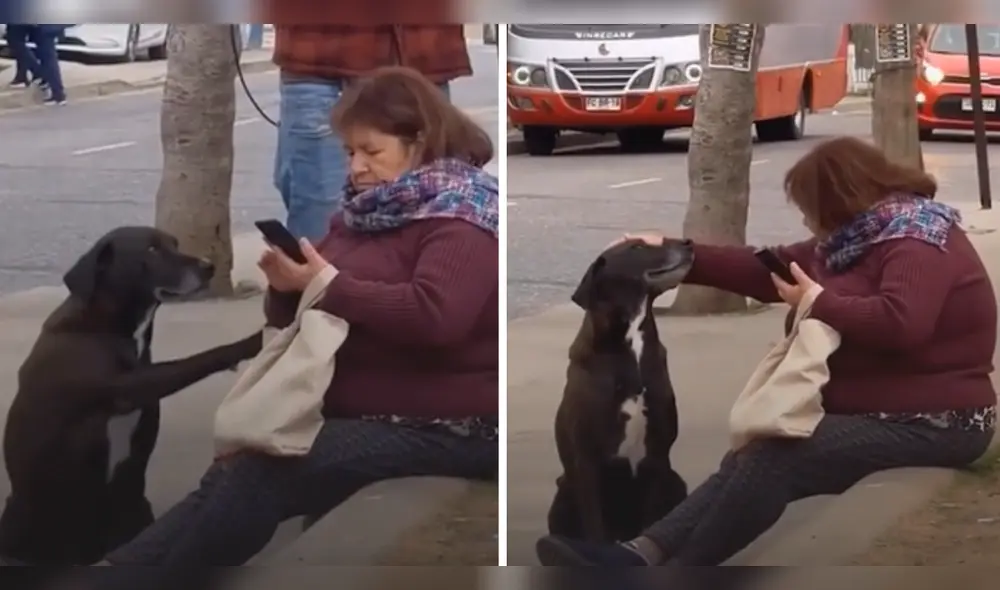 Usuarios se enternecieron al ver la hermosa escena en redes sociales. Foto: composición LR/TikTok/@adriano.marani