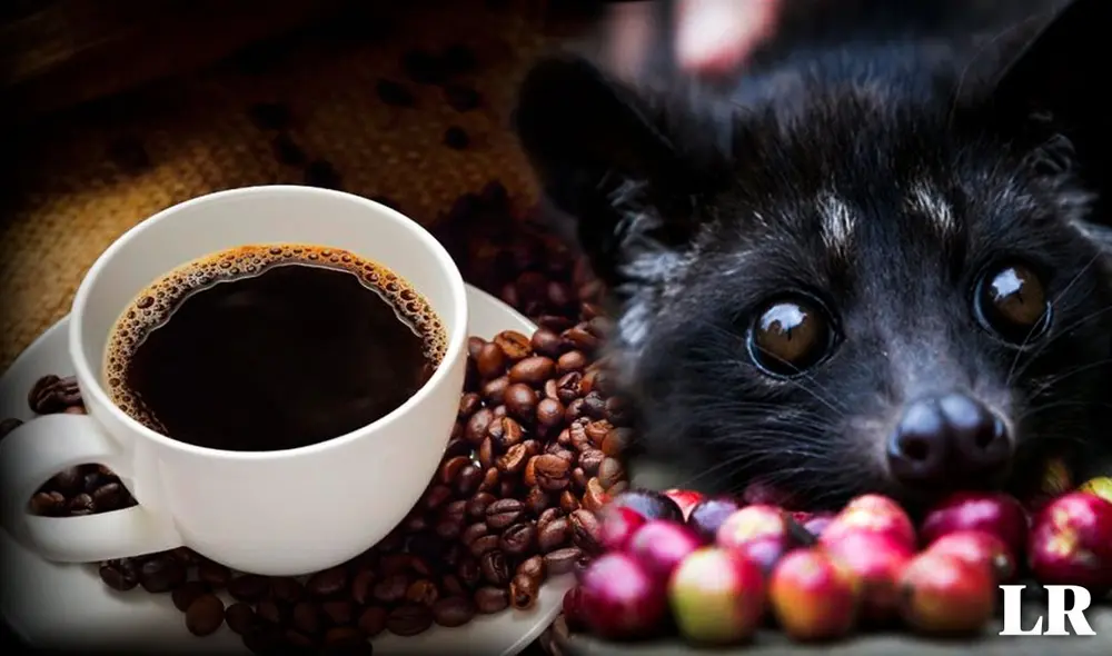 El Kopi Luwak, considerado como el café más caro del mundo, es extraído de una peculiar forma de la selva de Indonesia. Foto: composición LR/ABC/Gastronomadas - Video: EFE