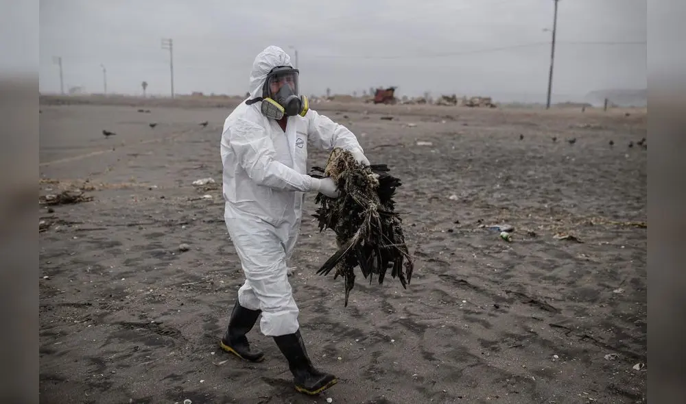 Presente. Contagio por gripe aviar persiste en litoral. Foto: La República