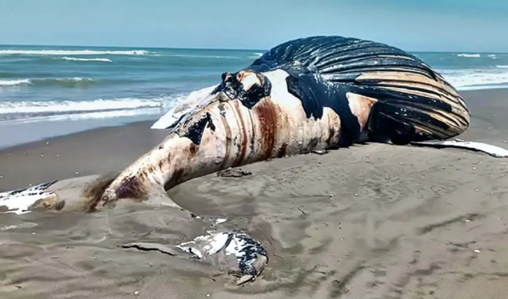 Ballena jorobada muere varada. Foto: Noticias Piura 3.0