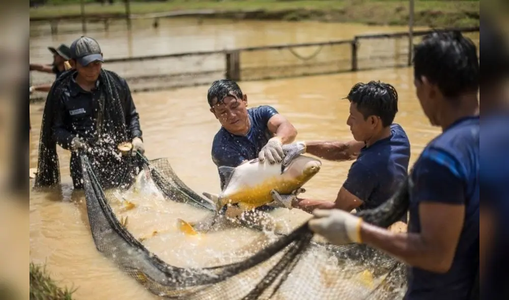 Acuicultura. Pescadores artesanales también deberán adaptarse a nuevo reglamento. Foto: La República