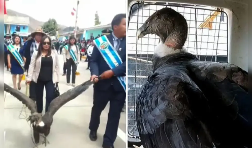 Apurímac. Cóndor fue rescatado por las autoridades. Foto: composición LR / Andina