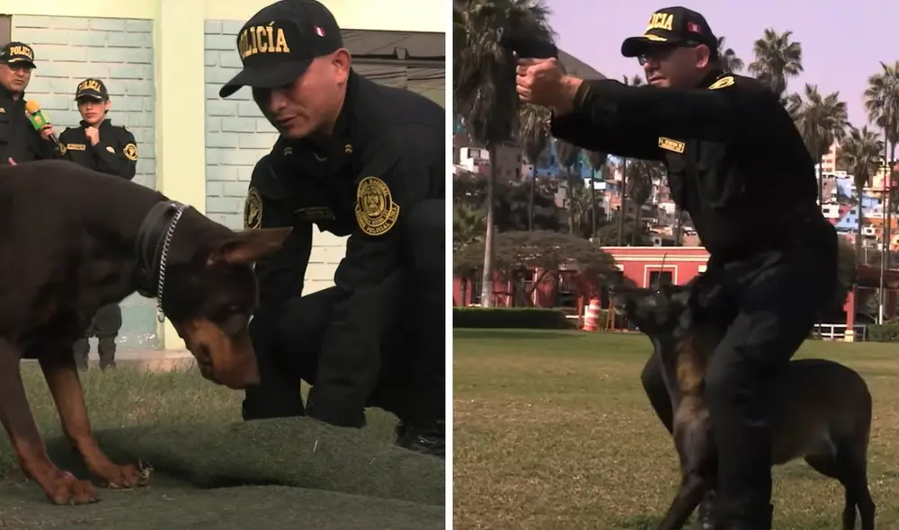 Los perros policía cumplen importantes funciones junto a los efectivos. Foto: Composición LR/Policía Perú Los perros policía cumplen importantes funciones junto a los efectivos. Foto: Composición LR/Policía Perú