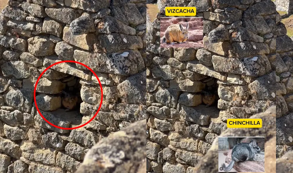 Algunos usuarios incluso bromearon con que el roedor podría ser "otro gato". Foto y video: @ra_gallegos/TikTok