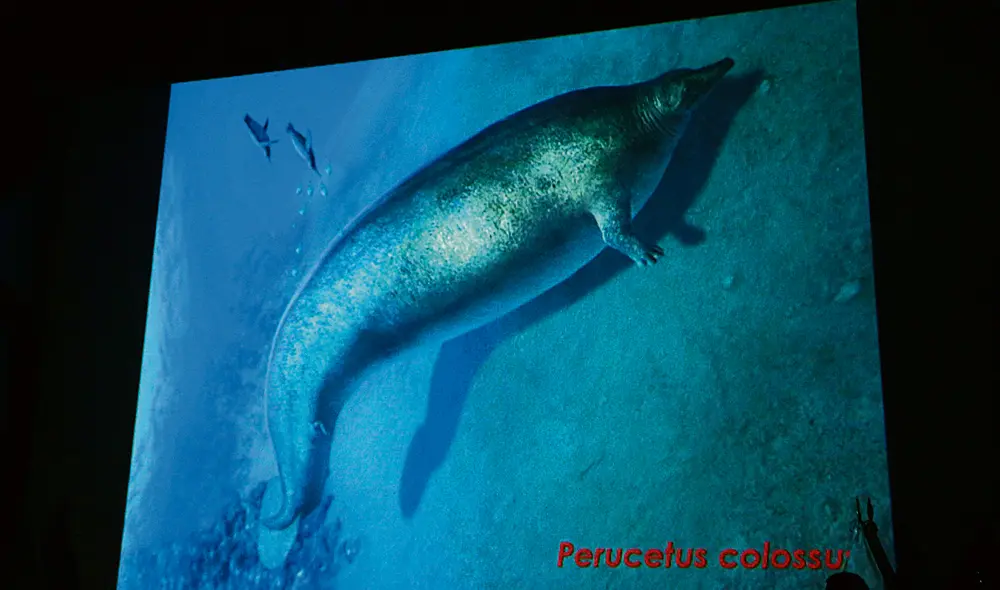 Así se vería el perucetus colossus. Científicos digitalizaron la posible imagen del cetáceo primitivo que habitó hace aproximadamente 39 millones de años. Foto: Félix Contreras/La República