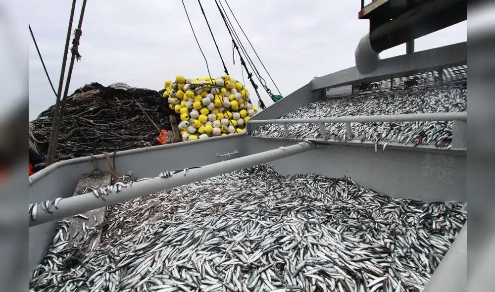 El Imarpe será el encargado de coordinar y realizar el seguimiento de esta pesca exploratoria. Foto: Andina