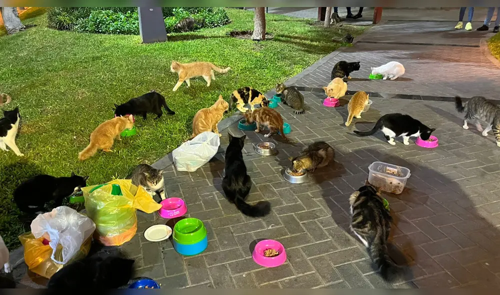 Todos los asistentes que lleven comida participarán de activaciones para toda la familia. Foto: Mishis Kennedy