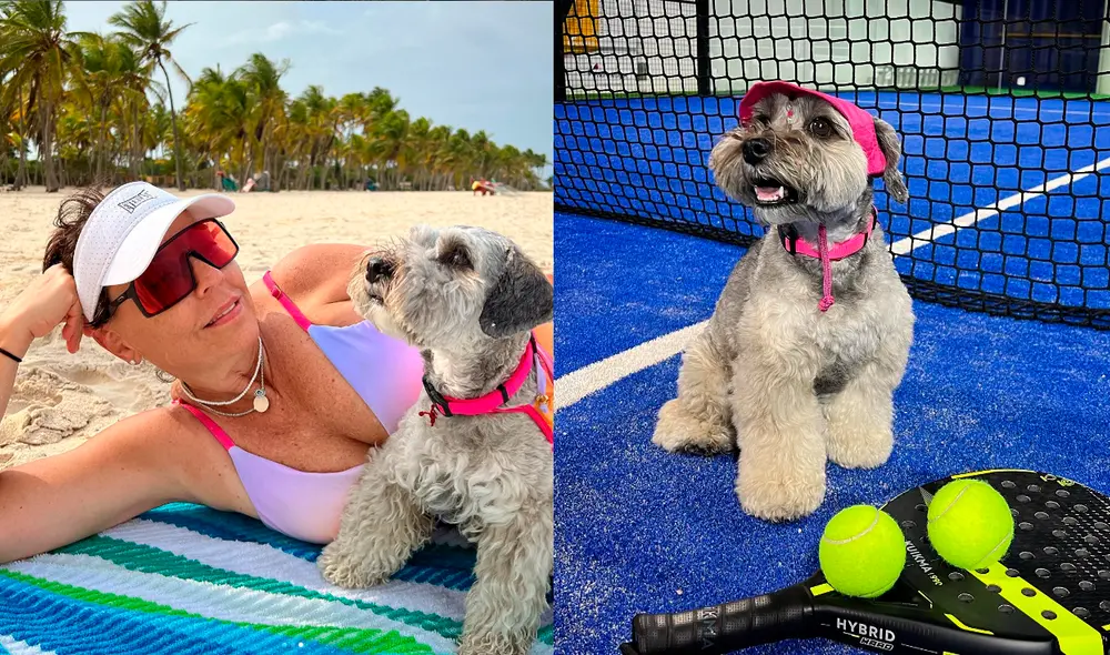 La raza de perros Schnauzer tiene sus orígenes en Alemania. Foto: composición LR/Laika La Schnauzer/Instagram La raza de perros Schnauzer tiene sus orígenes en Alemania. Foto: composición LR/Laika La Schnauzer/Instagram