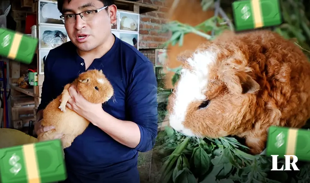 Costoso. Variedad de cuy en Cajamarca tiene un alto precio en comparación a otros. Foto: composición Jazmín Ceras-LR/ capturaRobert Mark-Youtube