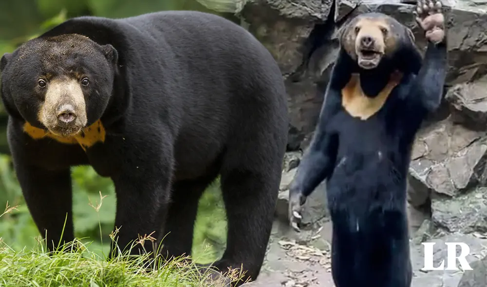 El oso malayo es único en su género. Foto: composición LR El oso malayo es único en su género. Foto: composición LR