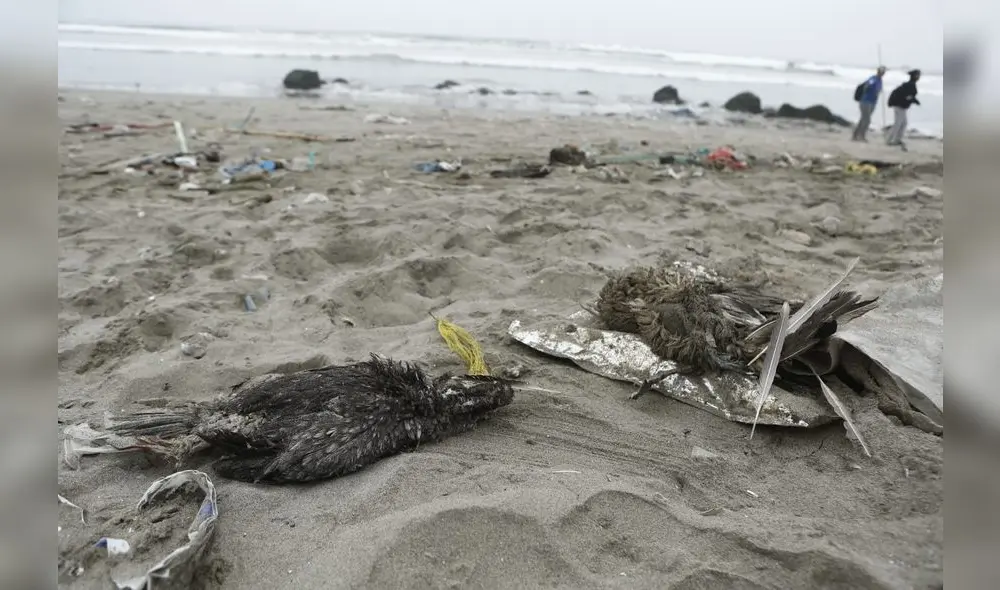 Oceana pide incluir  accidente en el registro de situaciones de emergencia del SINPAD, para facilitar atención de personas afectadas. Foto: Marco Cotrina/LR