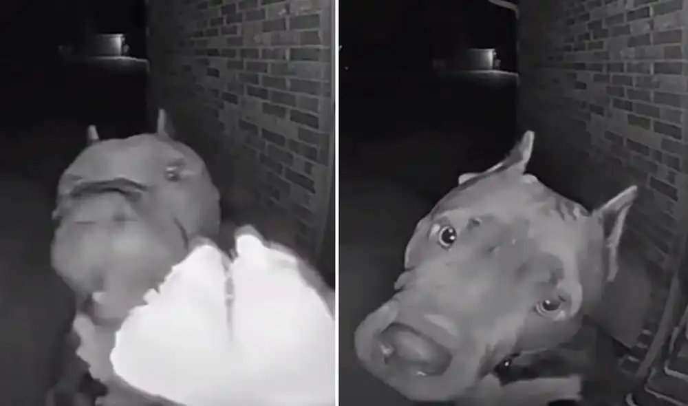 El perrito cautivó más de una mirada en las redes sociales. Foto: composición LR/TikTok/@omg_its_char El perrito cautivó más de una mirada en las redes sociales. Foto: composición LR/TikTok/@omg_its_char