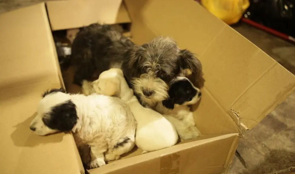 Los vecinos de la zona resguardan a los canes. Foto: John Reyes/La República