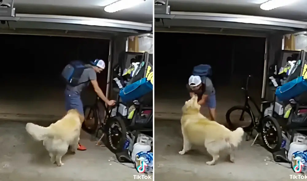 El ladrón terminó huyendo con la bicicleta después de jugar con el perrito 'guardían'. Foto: composición LR/@CureBore/Twitter - Video: @CureBore/Twitter El ladrón terminó huyendo con la bicicleta después de jugar con el perrito 'guardían'. Foto: composición LR/@CureBore/Twitter - Video: @CureBore/Twitter