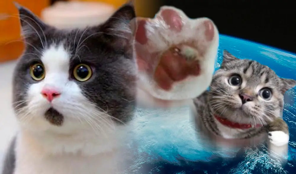 Rindiendo homenaje al Día del Gato, exploramos cómo 4 fascinantes felinos han dejado una profunda influencia en diversos aspectos de la historia y la sociedad. Foto: composición LR/Heraldo/Andres Toons/Deviant Art