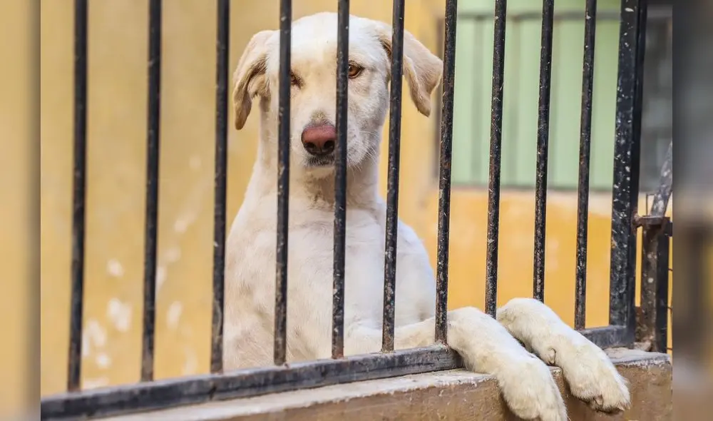 Maltrato animal. Si observas este tipo de delitos, puedes denunciar ante las autoridades. Foto: Municipalidad de Bellavista