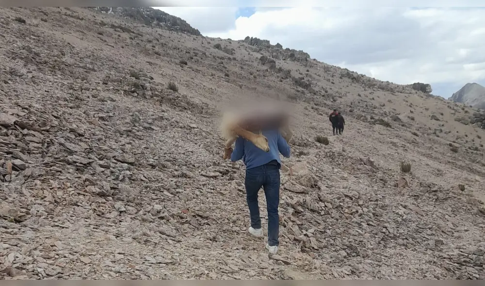 Trágico. Comuneros buscan los cuerpos de vicuñas que fueron víctimas de cazadores. Foto: La República