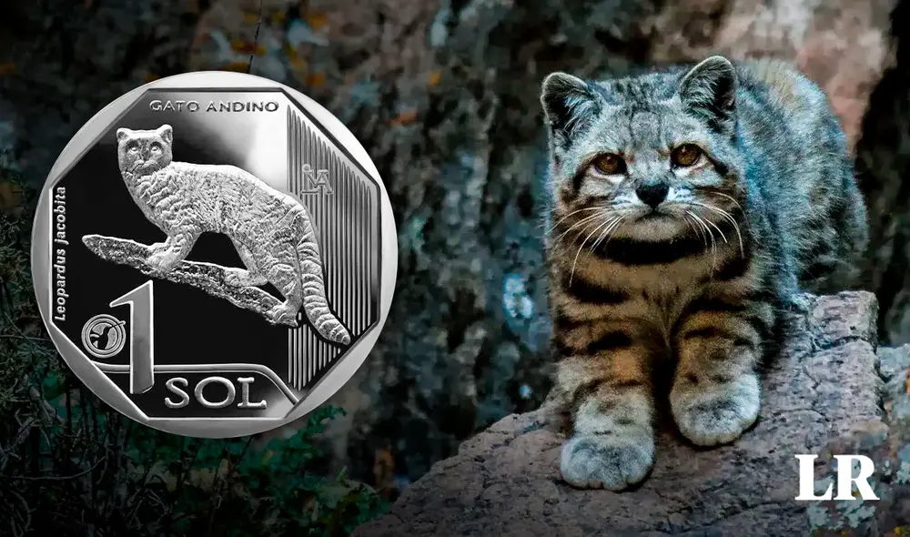 El gato andino es una especie protegida en el Perú. En 2019, el BCR decidió acuñar una moneda de S/1 para celebrarlo. Foto: composición LR - Jazmín Ceras/BCR