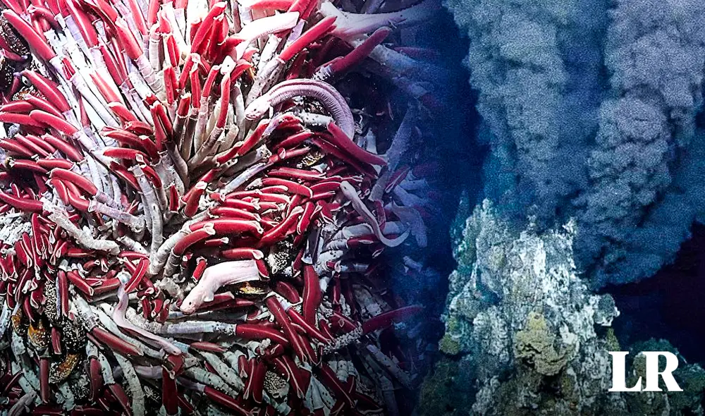 Los hallazgos se lograron en un expedición de treinta días. Foto: composición LR