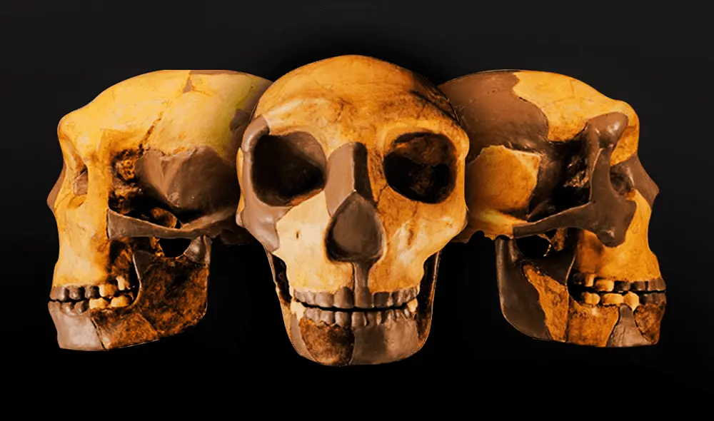 Cráneo de antiguo homínido hallado en China. Foto: Revista de Evolución Humana