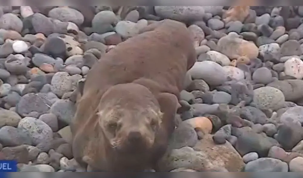 Lobo marino es hallado varado en Pucusana. Foto: referencial/Canal N Lobo marino es hallado varado en Pucusana. Foto: referencial/Canal N