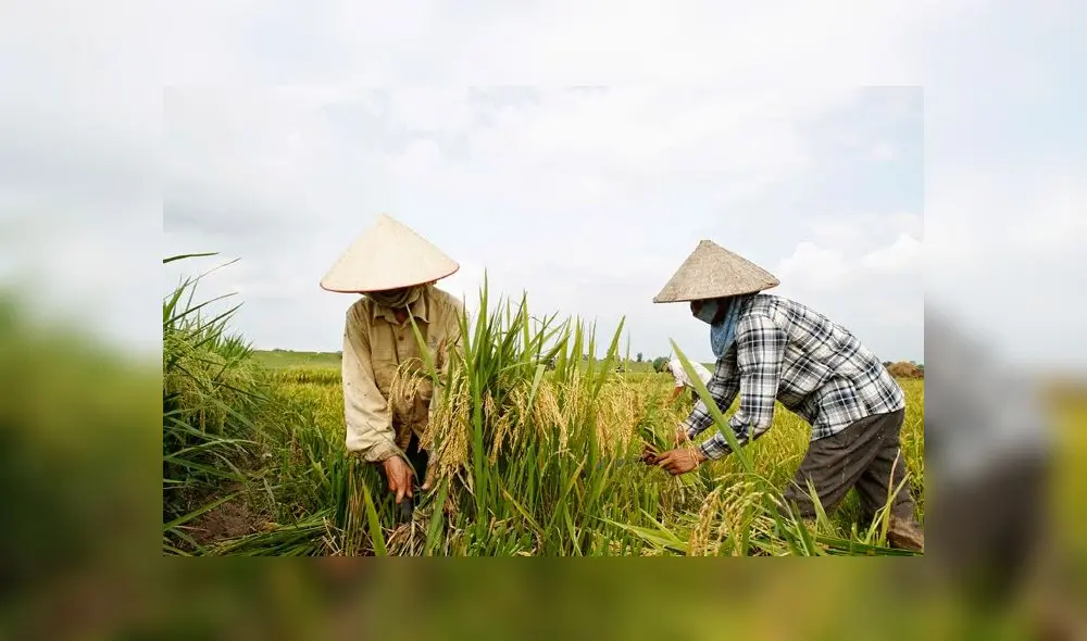 En Asia, el arroz alcanza su precio máximo desde 2008. Foto: difusión En Asia, el arroz alcanza su precio máximo desde 2008. Foto: difusión