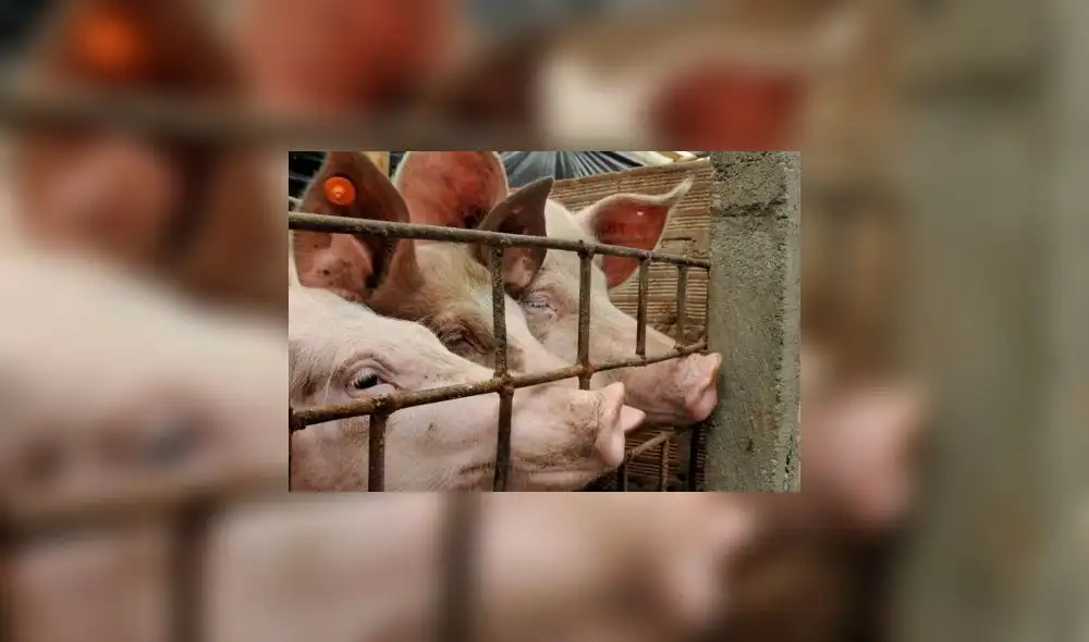 Carne de cerdo. La deflación en China anticipa la necesidad de nuevos estímulos para impulsar la demanda. Foto: EFE