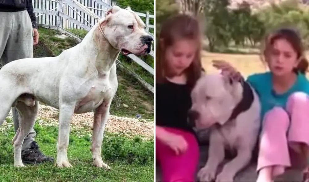 Morocho logró salir victorioso de su pelea con el puma. Foto: composición LR/Tomás Bracamonte/YouTube