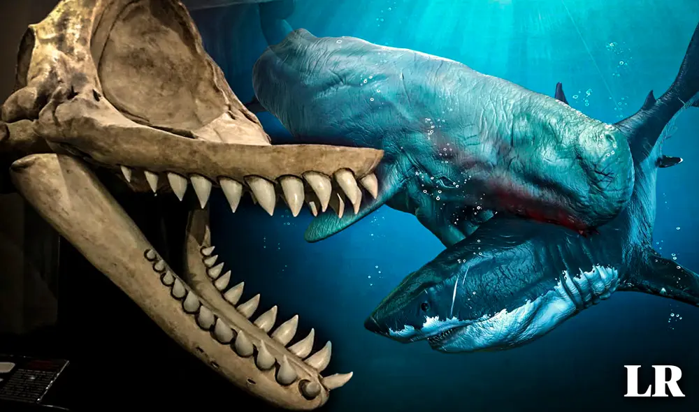 Se estima que el Livyatan melvillei tuvo un tamaño similar al del megalodón. Foto: composición de Gerson Cardoso