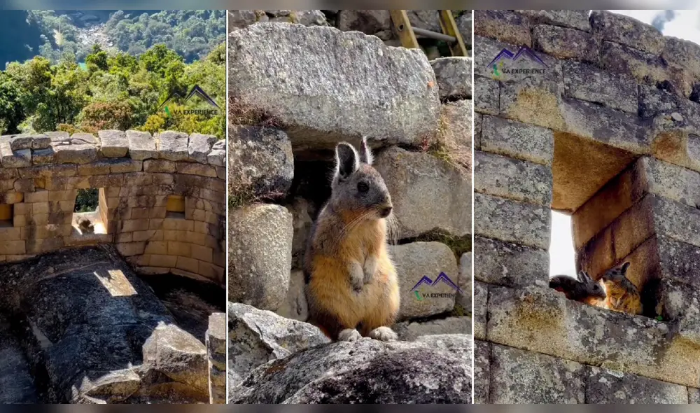 Hermoso animal fue captado en la llaqta inca. Foto: composición LR/@vivaexperience555 - Video: @vivaexperience555
