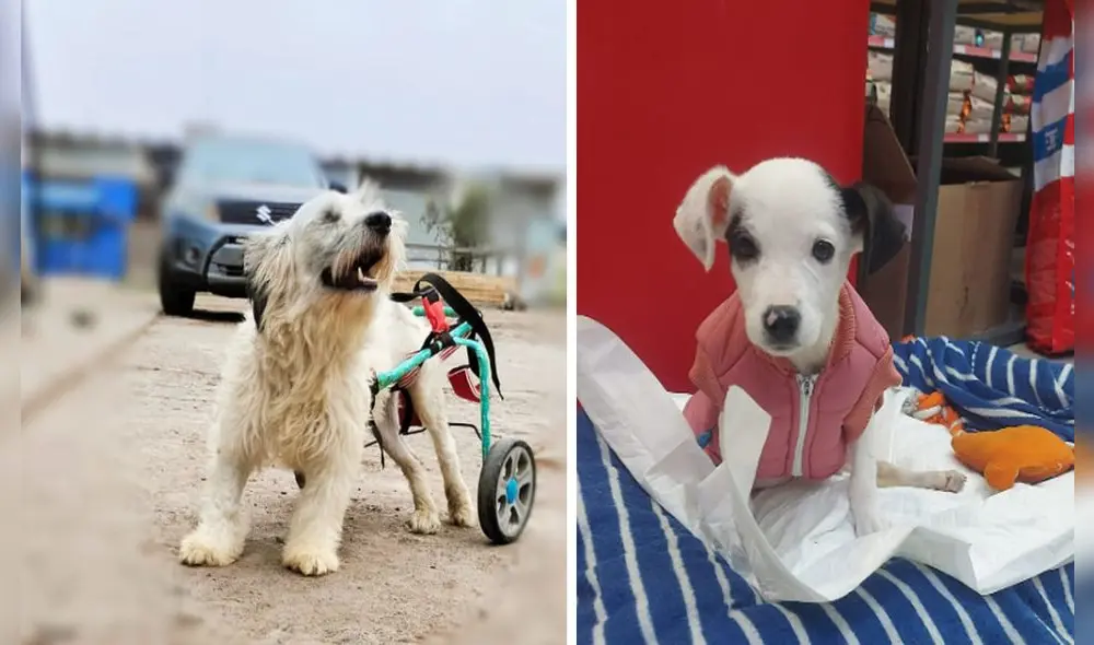 El albergue que aloja a más de 150 animales necesita donaciones de alimentos. Foto: composición LR/ALVA - Video: ALVA El albergue que aloja a más de 150 animales necesita donaciones de alimentos. Foto: composición LR/ALVA - Video: ALVA
