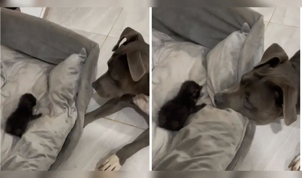 Freya se emocionó al escuchar los ronroneos del minino. Foto: composición LR/TikTok/@phoyos1 Freya se emocionó al escuchar los ronroneos del minino. Foto: composición LR/TikTok/@phoyos1