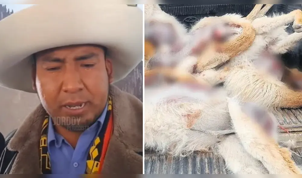 Comunero brinda su testimonio sobre el caso de la matanza de más de 200 vicuñas. Foto: composición LR/@jorddynoticias2 - Video: @jorddynoticias2