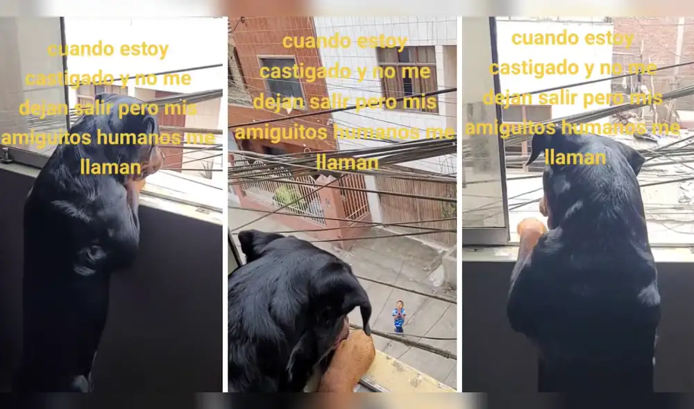 Usuarios se conmovieron por el perrito. Foto: composición LR/TikTok/@rott.weiler.zeus Usuarios se conmovieron por el perrito. Foto: composición LR/TikTok/@rott.weiler.zeus