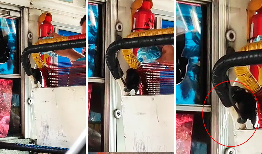 La rata dejó sorprendidos a los pasajeros que miraban atónitos la escena. Foto: captura de LR/@_.m_e_l_i_s_s_a/TikTok