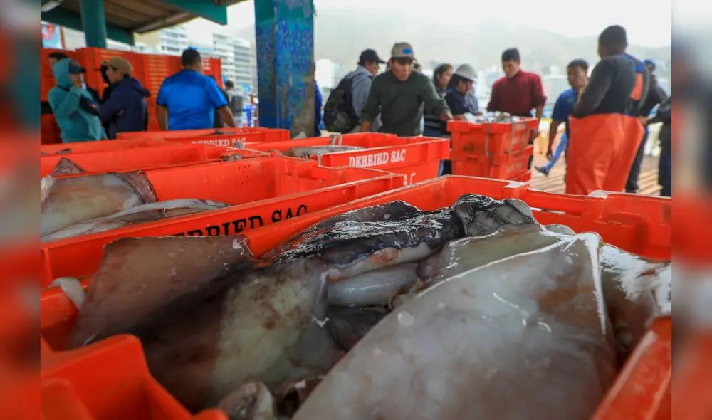 La pesca de pota es la segunda más importante, después de la anchoveta, en el país. convirtiéndose en la segunda pesquería de mayor importancia, después de la anchoveta, en el país. Foto: Produce La pesca de pota es la segunda más importante, después de la anchoveta, en el país. convirtiéndose en la segunda pesquería de mayor importancia, después de la anchoveta, en el país. Foto: Produce