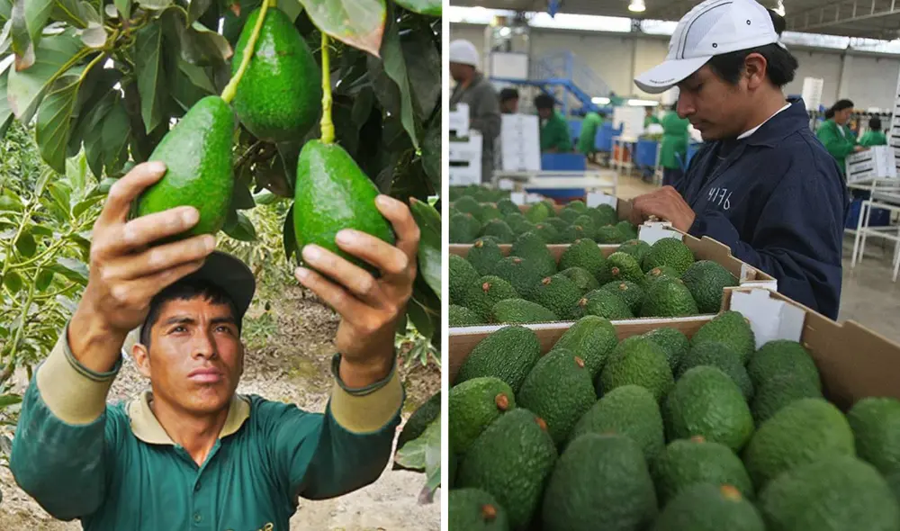 La palta es conocida como el 'oro verde' y es uno de los principales productos de exportación del Perú. Foto: composición LR/Andina/Revista Agronoticias La palta es conocida como el 'oro verde' y es uno de los principales productos de exportación del Perú. Foto: composición LR/Andina/Revista Agronoticias