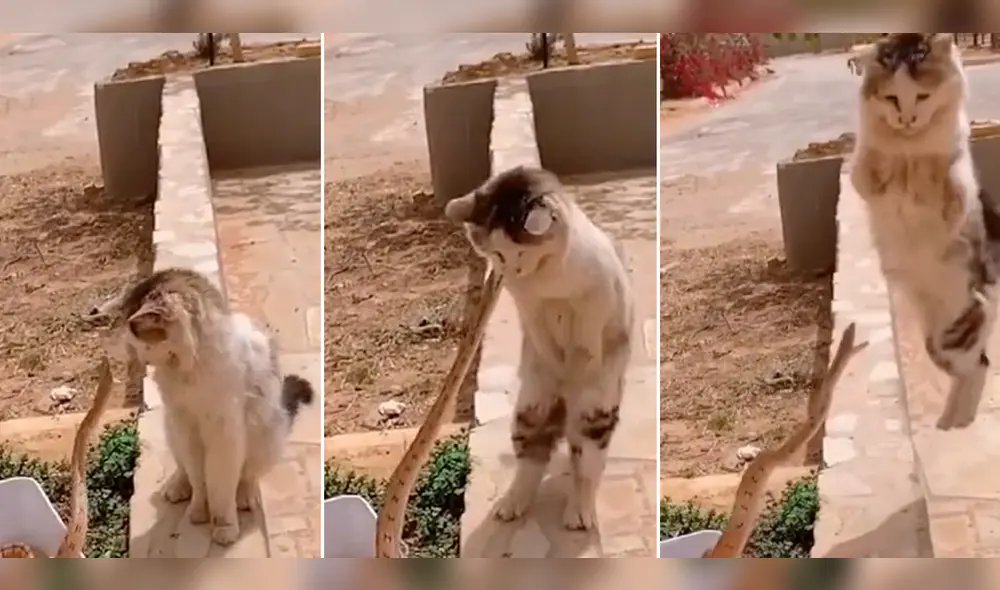 El michi no dudó ni un segundo para salvar su vida. Foto: composición LR/ TikTok/@yoen1_1