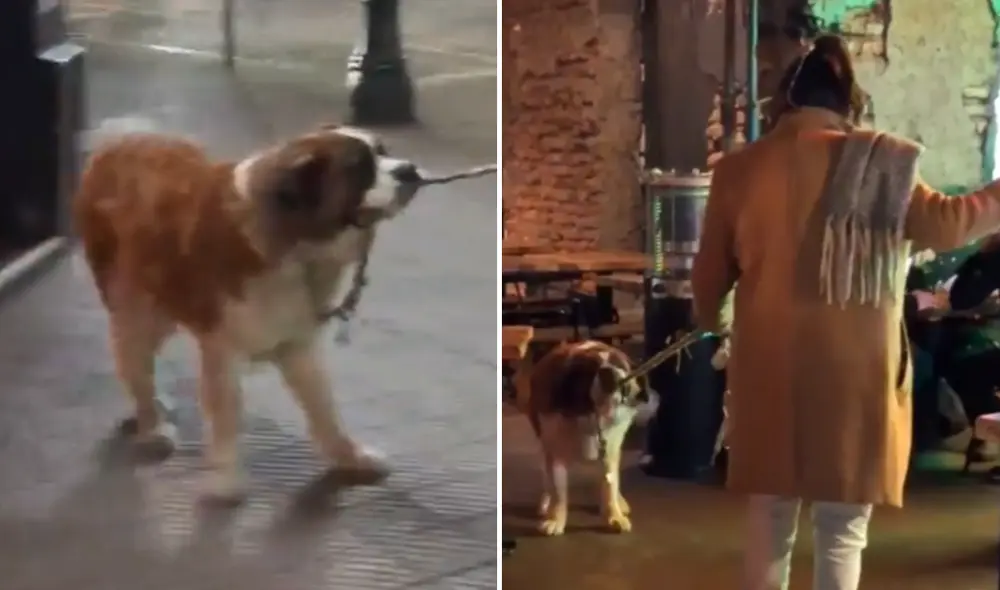 Perro desvía a su amo durante una caminata para llevarlo a un bar en la ciudad. Foto: composición LR / Redes Sociales