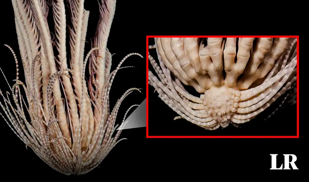 El extraño animal se llama Promachocrinus fragarius y vive en el océano austral, alrededor de la Antártida. Foto: composición de Jazmín Ceras / La República