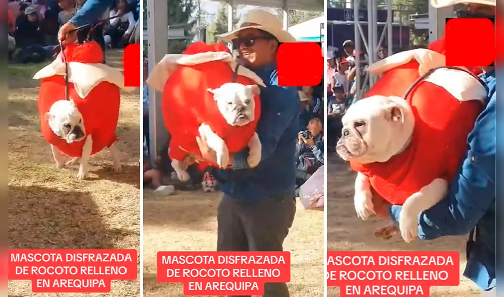 Perrito arequipeño cautivó al disfrazarse de rocoto relleno. Foto: captura de Ilo Noticias