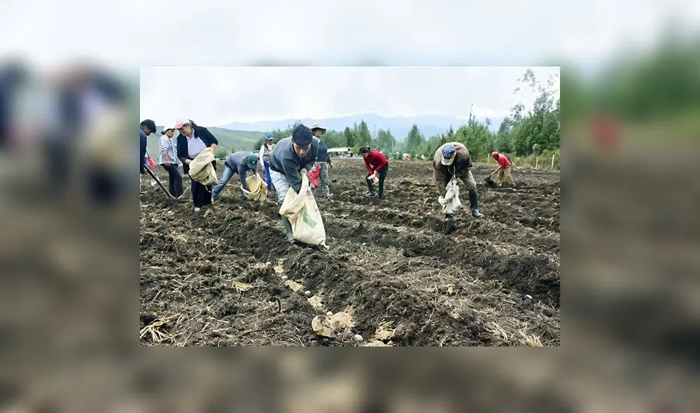 El sector agrario afronta una grave crisis como consecuencia del fenómeno El Niño. Foto: Andina El sector agrario afronta una grave crisis como consecuencia del fenómeno El Niño. Foto: Andina