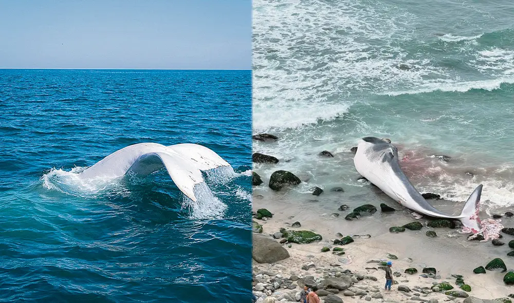 Buena y mala noticia. En Piura vieron a especie única. En Lima, otra ballena quedó varada. Foto: difusión