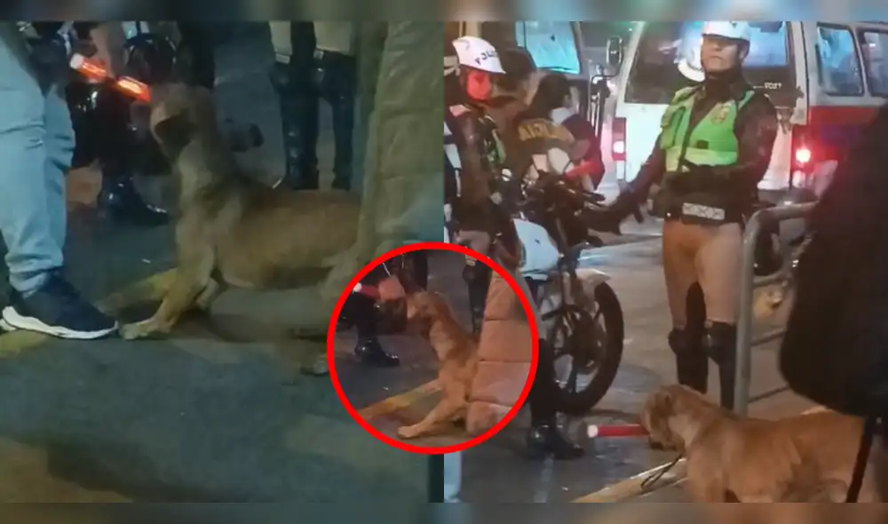 El hecho causó miles de sonrisas en TikTok. Foto: composición LR/TikTok/@marysalazar04