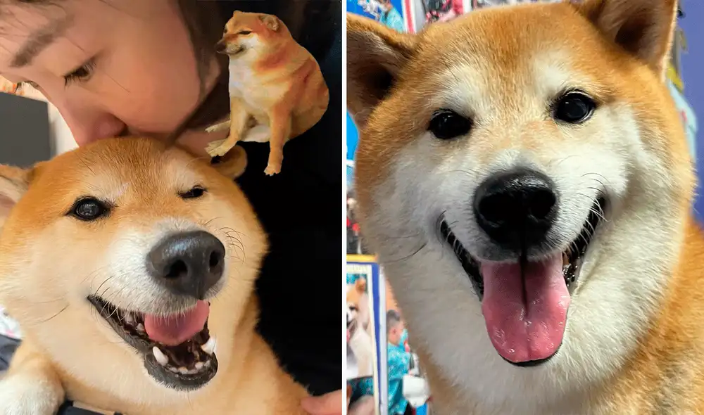 La mascota se convirtió en una de las más populares en las redes sociales. Foto: composición de LR/Balltze/Facebook La mascota se convirtió en una de las más populares en las redes sociales. Foto: composición de LR/Balltze/Facebook