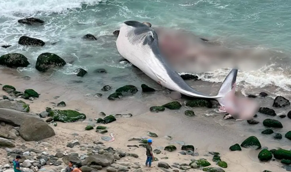 Hallaron una ballena varada en la playa Señoritas. Foto: archivos La República Hallaron una ballena varada en la playa Señoritas. Foto: archivos La República