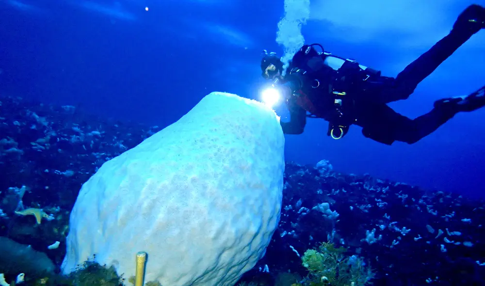 Las esponjas de mar de la clase Hexactinellida suelen tener vidas muy largas. Foto: umihoshijima Las esponjas de mar de la clase Hexactinellida suelen tener vidas muy largas. Foto: umihoshijima