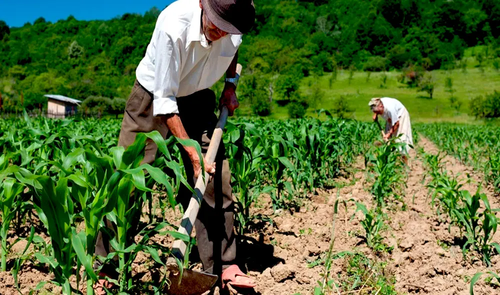 Para el 2050 la demanda alimentaria será un 60% mayor en comparación con la actual. Foto: Comex Perú Para el 2050 la demanda alimentaria será un 60% mayor en comparación con la actual. Foto: Comex Perú
