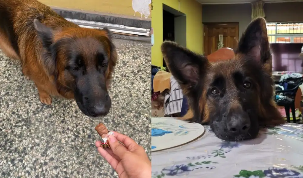 Conoce en la siguiente nota si tu perro debería comer chocolate. Foto: composición LR/Alejandro Delgado Tong - La República